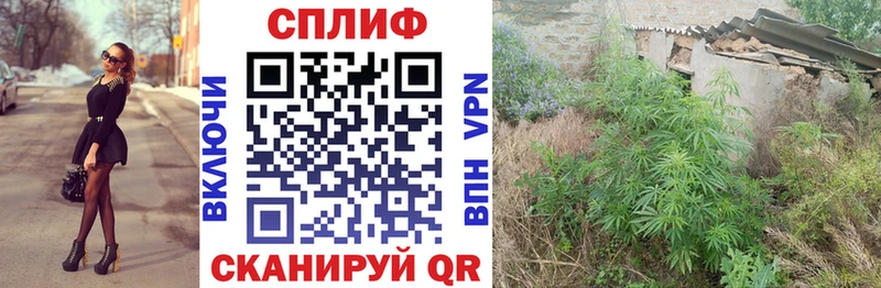 Конопля Amnesia  Пятигорск 
